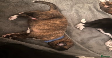 Mixed Breed dogs - Advert 2
