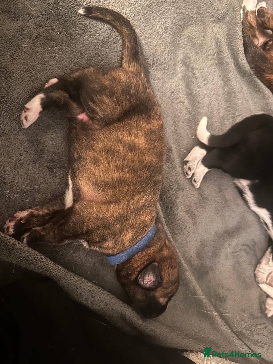 Mixed Breed dogs for sale: 8 beautiful pups for sale - Image 2