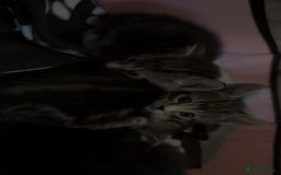 Bengal cats for sale: Beautiful kittens💕 - Advert 3