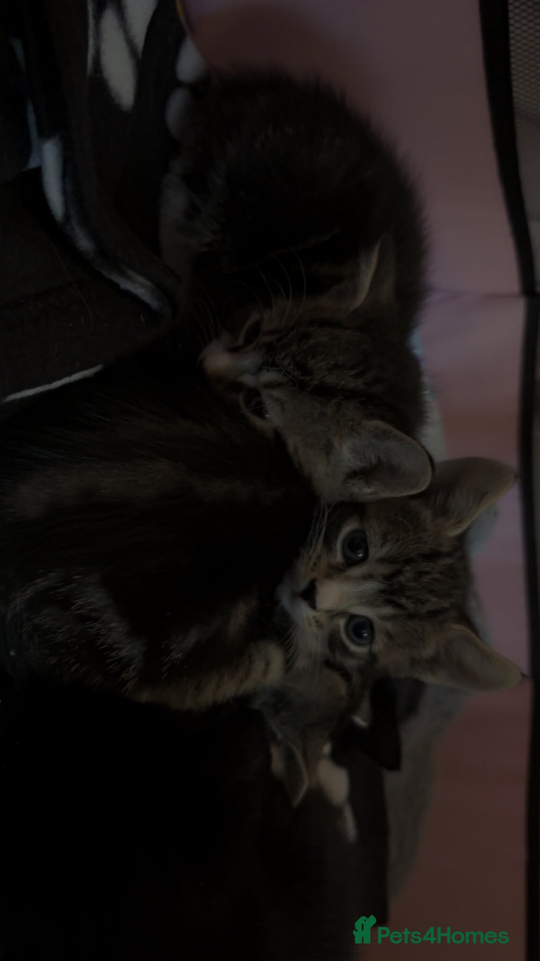 Bengal cats for sale: Beautiful kittens💕 - Advert 3