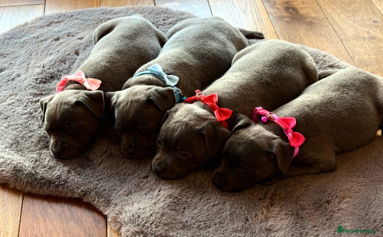 Staffordshire Bull Terrier dogs - Advert 4