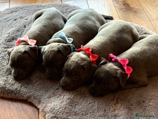 Staffordshire Bull Terrier dogs - Advert 3