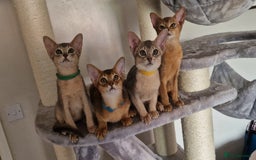 Abyssinian cats for sale: Pure Abyssinian kittens ❤️Ready to go 😍  - Image 26
