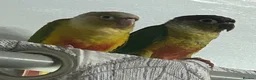 Conures birds for sale: Hand Reared Conures - Advert 13