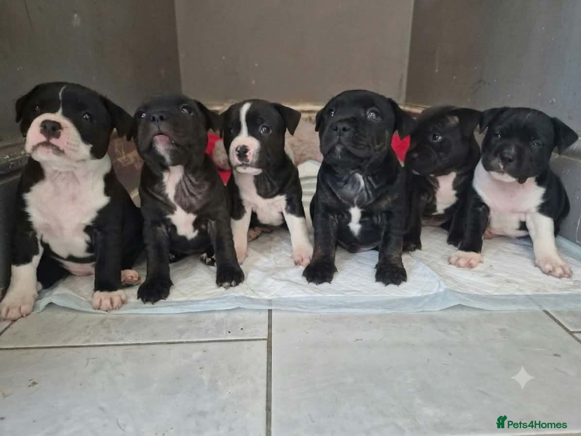 Staffordshire Bull Terrier dogs Staffordshire Bull Terrier Puppies – 1 Boy&4 Girls - Advert 1