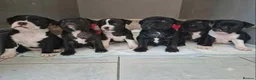 Staffordshire Bull Terrier dogs for sale: Staffordshire Bull Terrier Puppies – 1 Boy&4 Girls - Advert 3