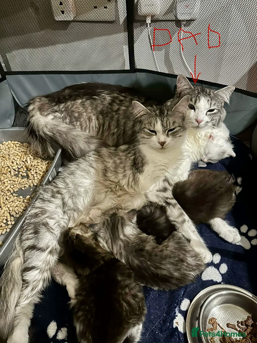 Ragdoll cats for sale: Adorable Kittens Looking for Loving Homes  - Advert 1