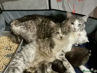 Ragdoll cats Adorable Kittens Looking for Loving Homes - Advert 1