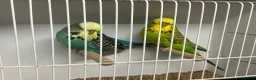Budgerigars birds for sale: Pairs of exhibition budgies  - Advert 5