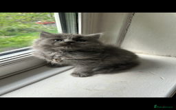 British Longhair cats for sale: Beautiful kittens  - Image 1