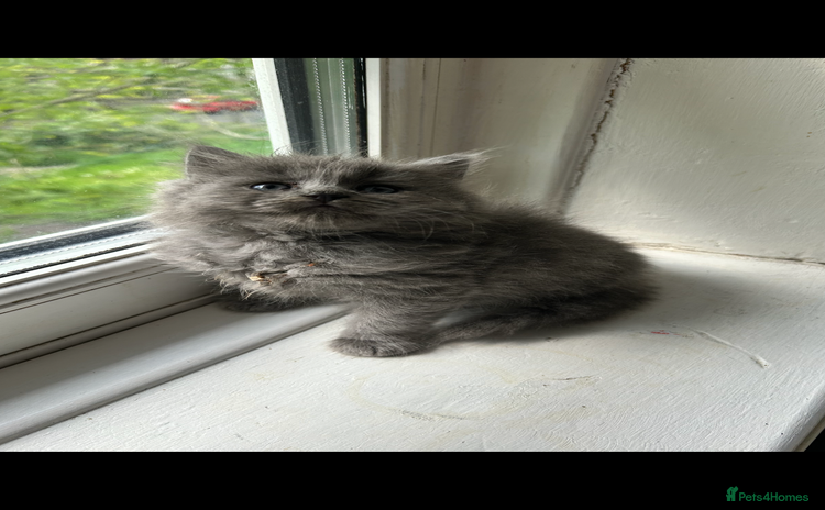 British Longhair cats - Advert 2
