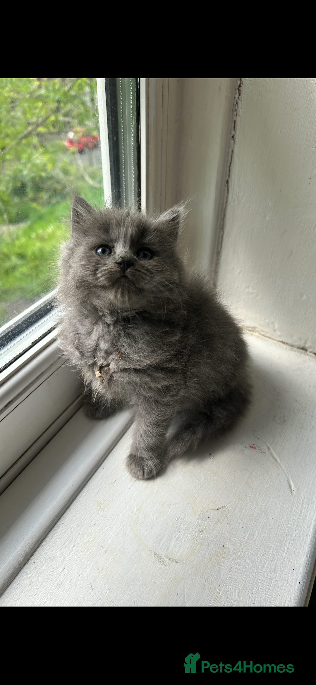 British Longhair cats for sale: Beautiful kittens  - Image 1