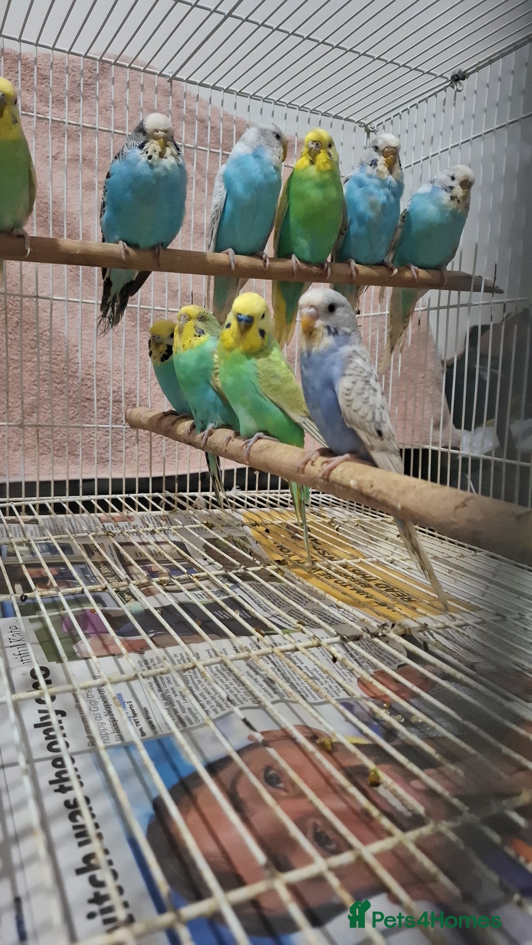 Budgerigars birds for sale: Budgies for sale  - Advert 7