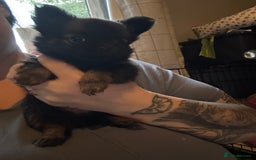 Pomchi dogs for sale: 2 beautiful tiny little Pomchi girls - Image 26