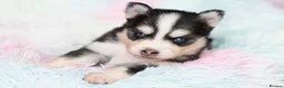 Pomsky dogs for sale: 5 girls and 3 boys are searching for 5 star homes - Advert 14