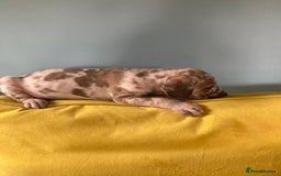 Great Dane dogs for sale: Harlequin pups  - Image 6