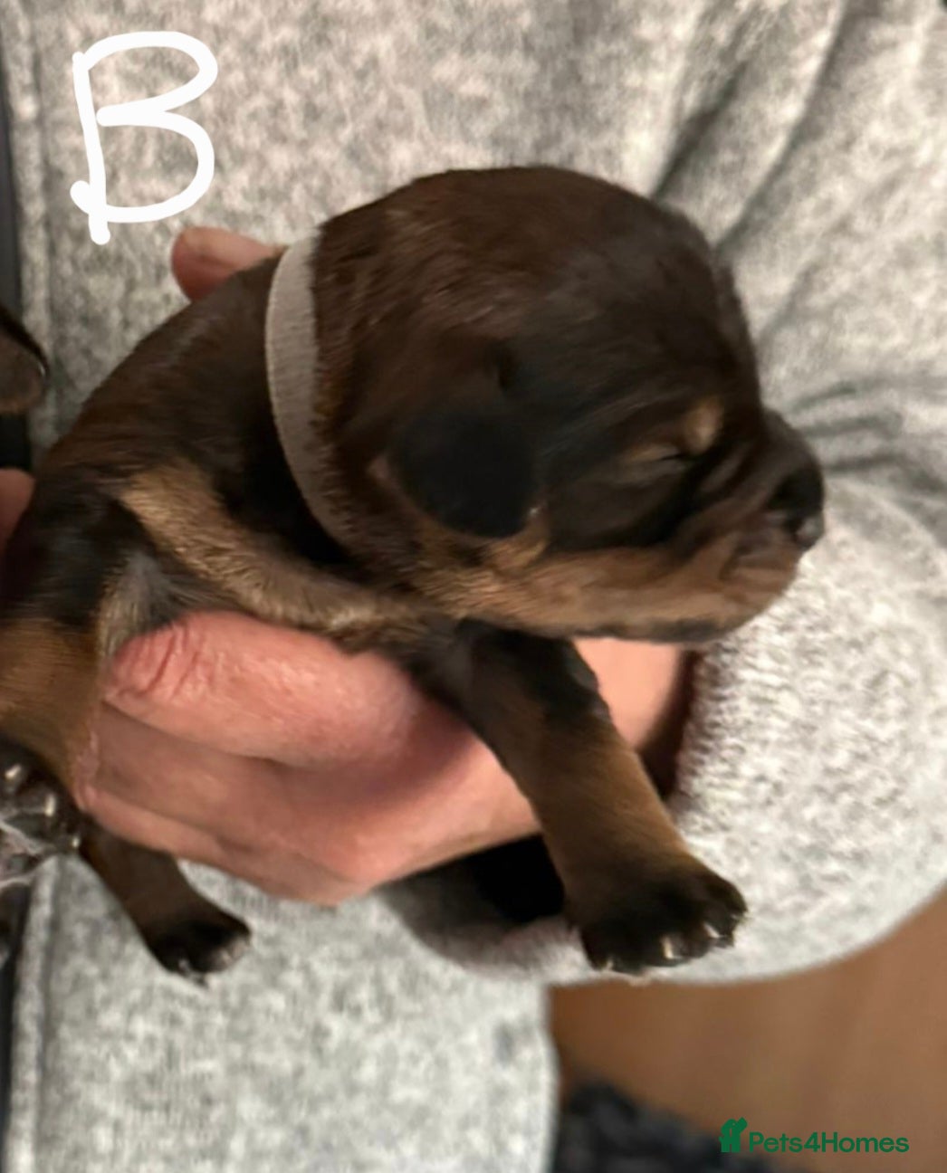 Mixed Breed dogs Schnockerpoo (cockapoo cross mini schnauzer) - Advert 3