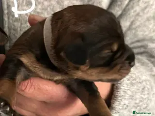 Mixed Breed dogs Schnockerpoo (cockapoo cross mini schnauzer) - Advert 3