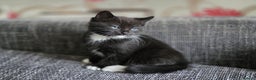 British Shorthair cats for sale: British Shorthair x Siberian Kittens  - Advert 4