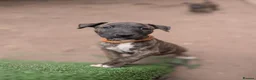 English Bull Terrier dogs for sale: Working and Sporting English Bull Terriers  - Advert 17