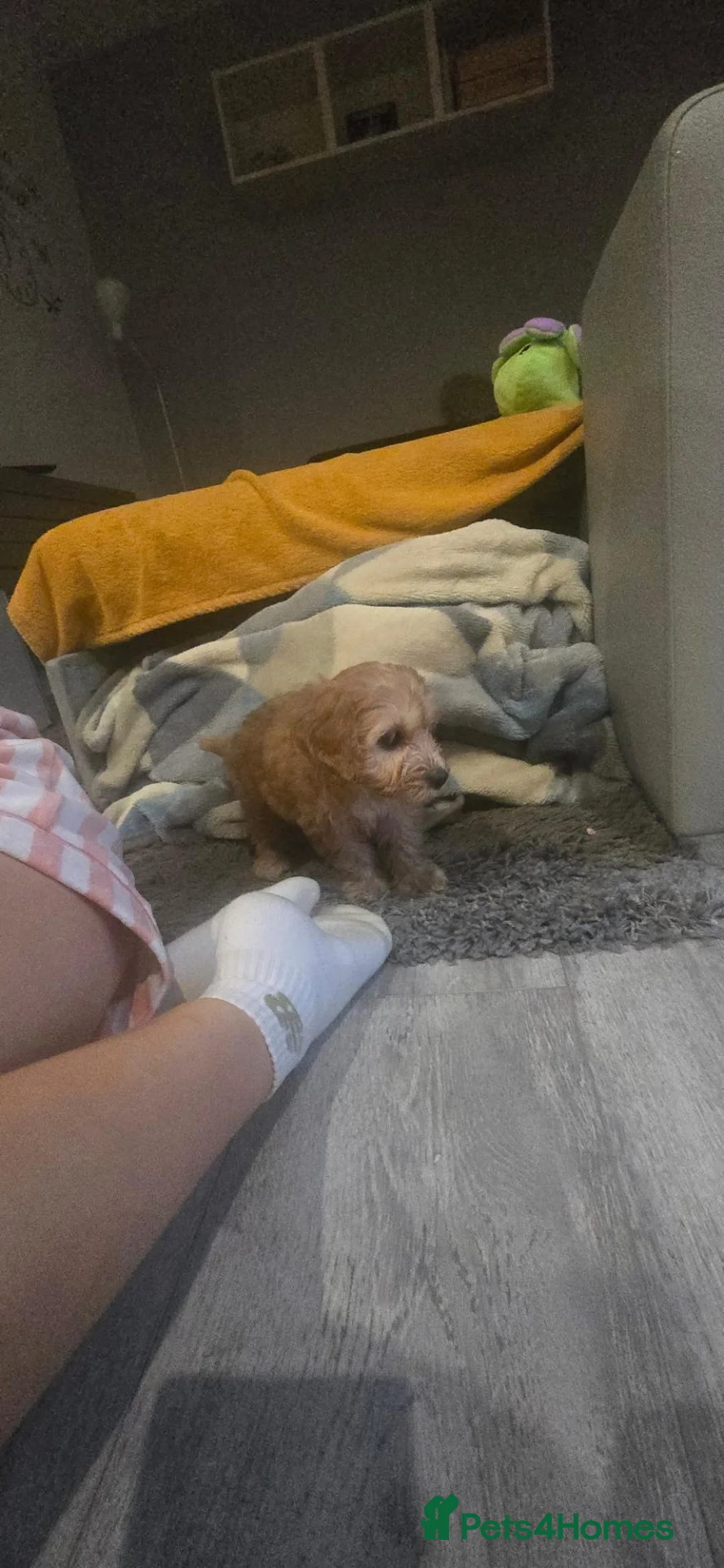 Cockapoo dogs for sale: Cockapoo  in Salford - Advert 5