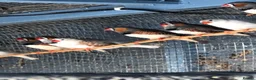 Finches birds for sale: MIXED FINCHES  in Coalville - Advert 2