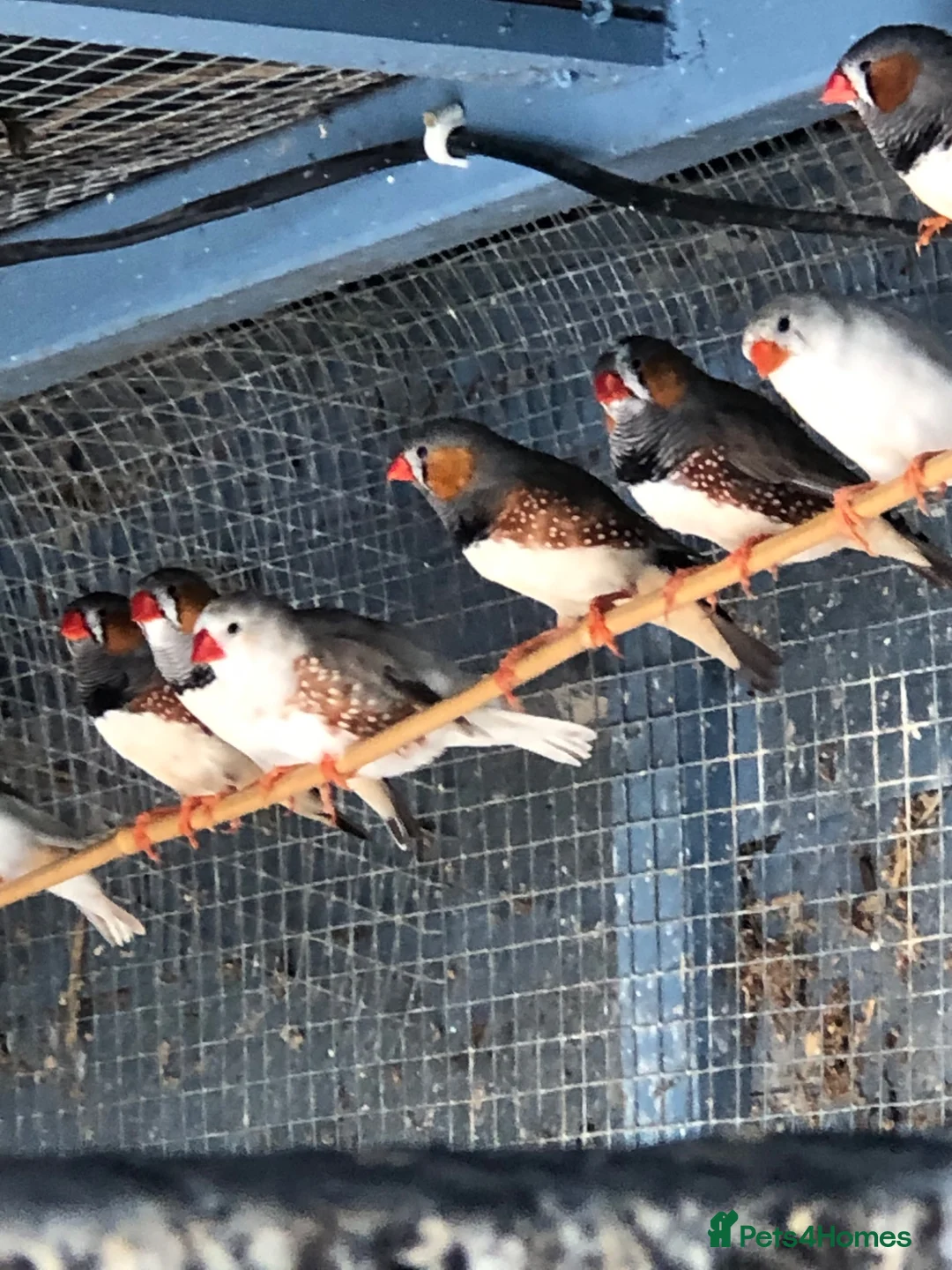 Finches birds for sale: MIXED FINCHES  in Coalville - Advert 2