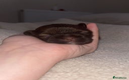 Shih Tzu dogs for sale: Family-Raised Shih Tzu Pups Looking 4 Loving Homes - Image 4