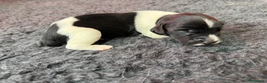 No collar, Black & White Dog 