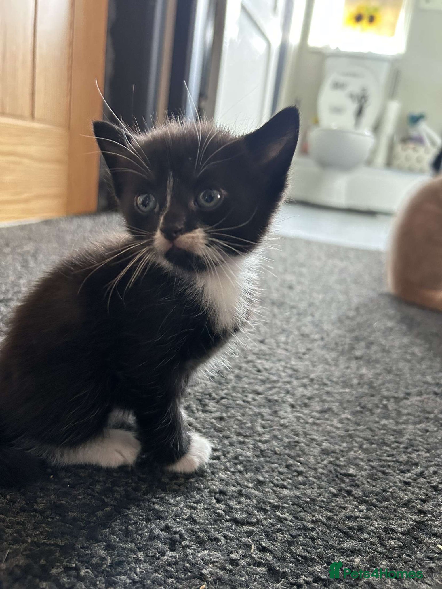 Mixed Breed cats for sale: 4 beautiful kittens available  - Advert 5