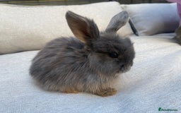 Mini Lion Lop rabbits for sale: 4 Baby Mini-Lops for sale - Image 1