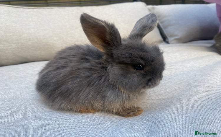 Mini Lion Lop rabbits - Advert 5