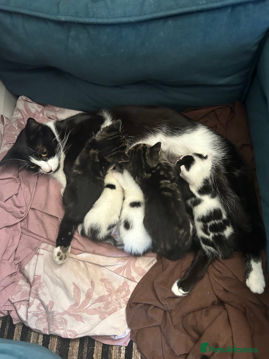 Mixed Breed cats for sale: Tabby White and black kittens  - Image 1
