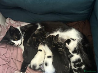 Mixed Breed cats - Advert 31