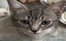 Mixed Breed cats for sale: Maincoon x Scottish fold  - Image 3