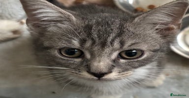 Mixed Breed cats - Advert 9