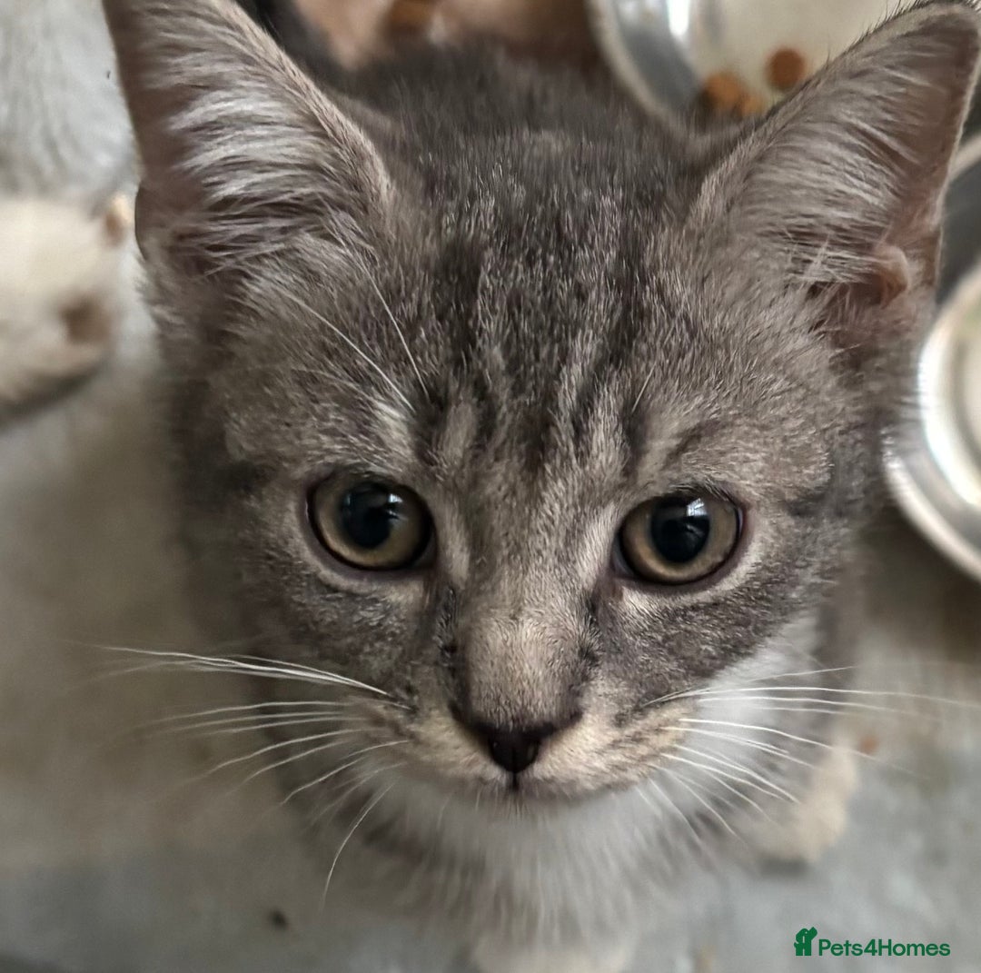Mixed Breed cats for sale: Maincoon x Scottish fold  - Image 3