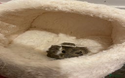 Guinea Pig rodents for sale: Two lovely boars with complete set up - Image 18