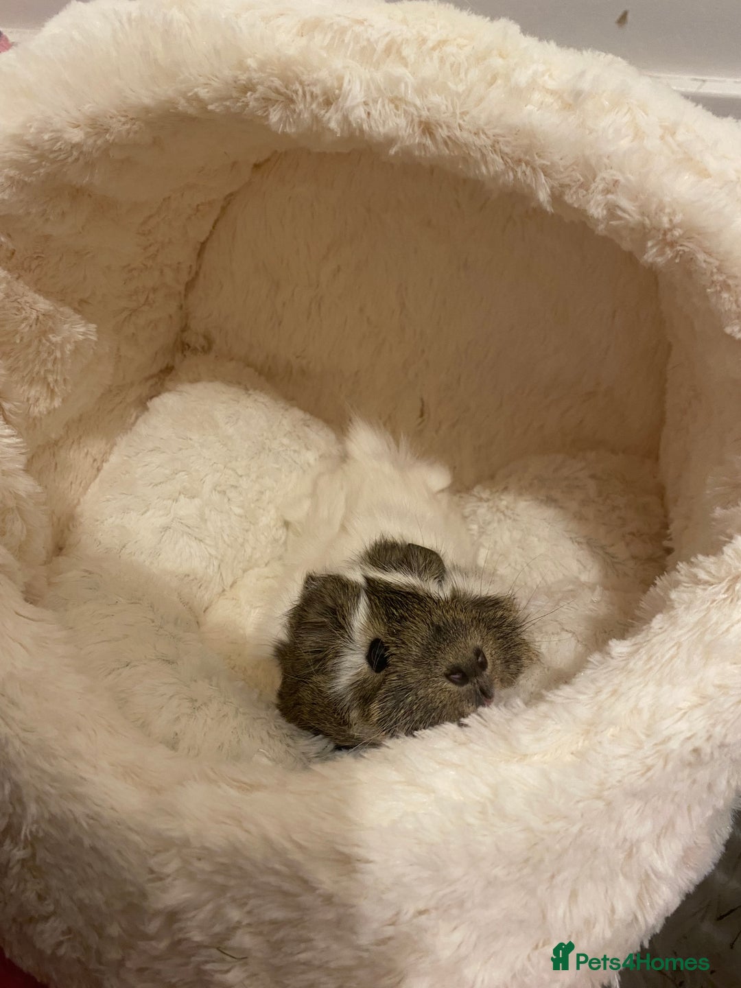 Guinea Pig rodents for sale: Two lovely boars with complete set up - Image 18