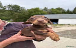 Mixed Breed dogs for sale: Dachshund x border collie - Image 7