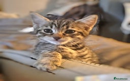 Savannah cats for sale: Savannah Kittens - Image 5