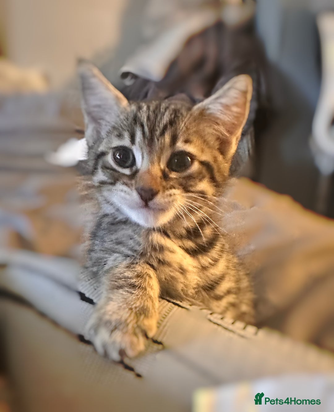 Savannah cats for sale: Savannah Kittens - Image 5