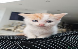 Russian Blue cats for sale: Lovley Russian white/Persian  - Advert 1