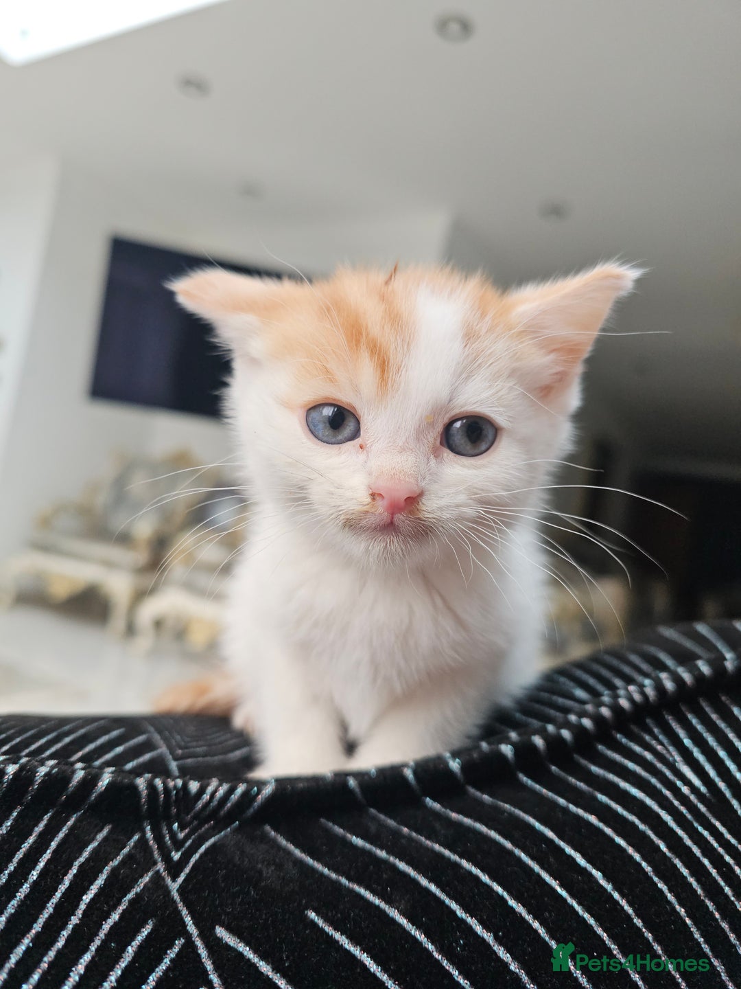 Russian Blue cats for sale: Lovley Russian white/Persian  - Advert 1