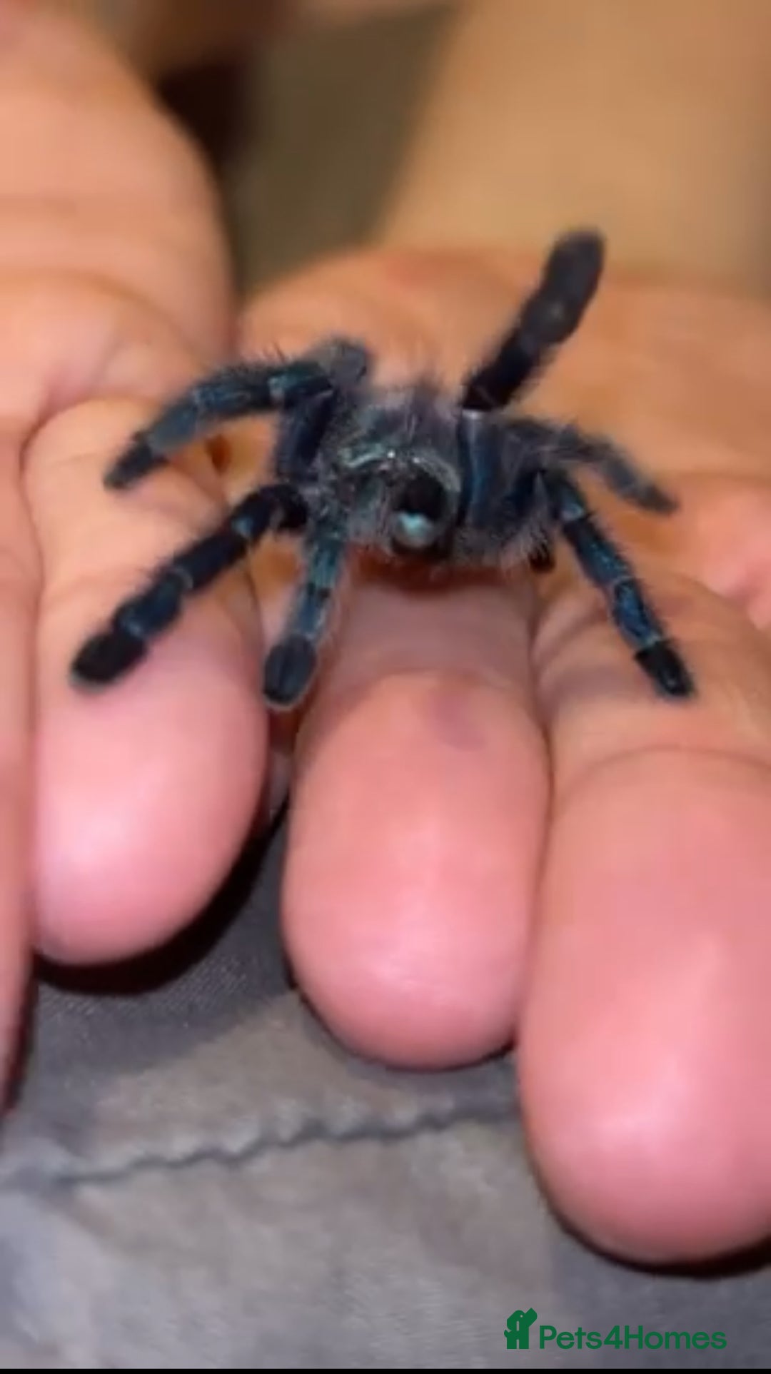 Tarantulas invertebrates for sale: Tarantula’s For Sale  - Advert 3