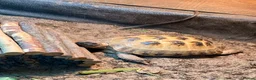 Tortoise reptiles for sale: Female Horsefield Tortoise with full set up - Advert 9