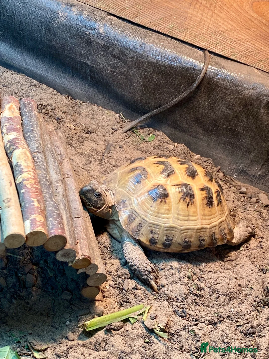 Tortoise reptiles for sale: Female Horsefield Tortoise with full set up - Advert 9