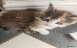 Maine Coon cats for sale: Maine Coon Kittens purebred – Reserve Now - Image 25