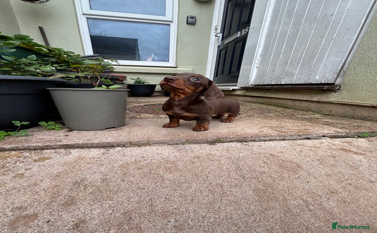 Miniature Dachshund dogs - Advert 2