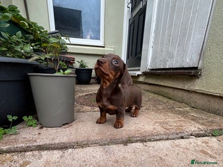 Miniature Dachshund dogs - Advert 2